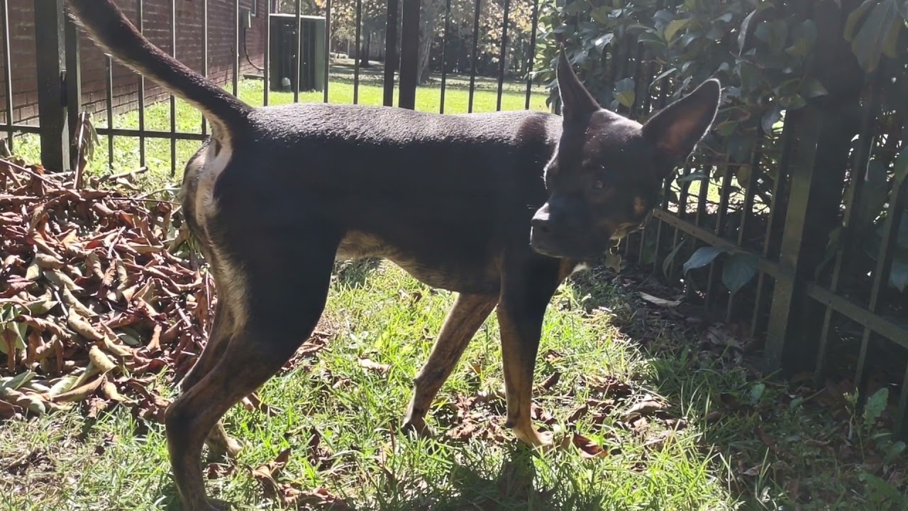 Dog pees for over 2 minutes!