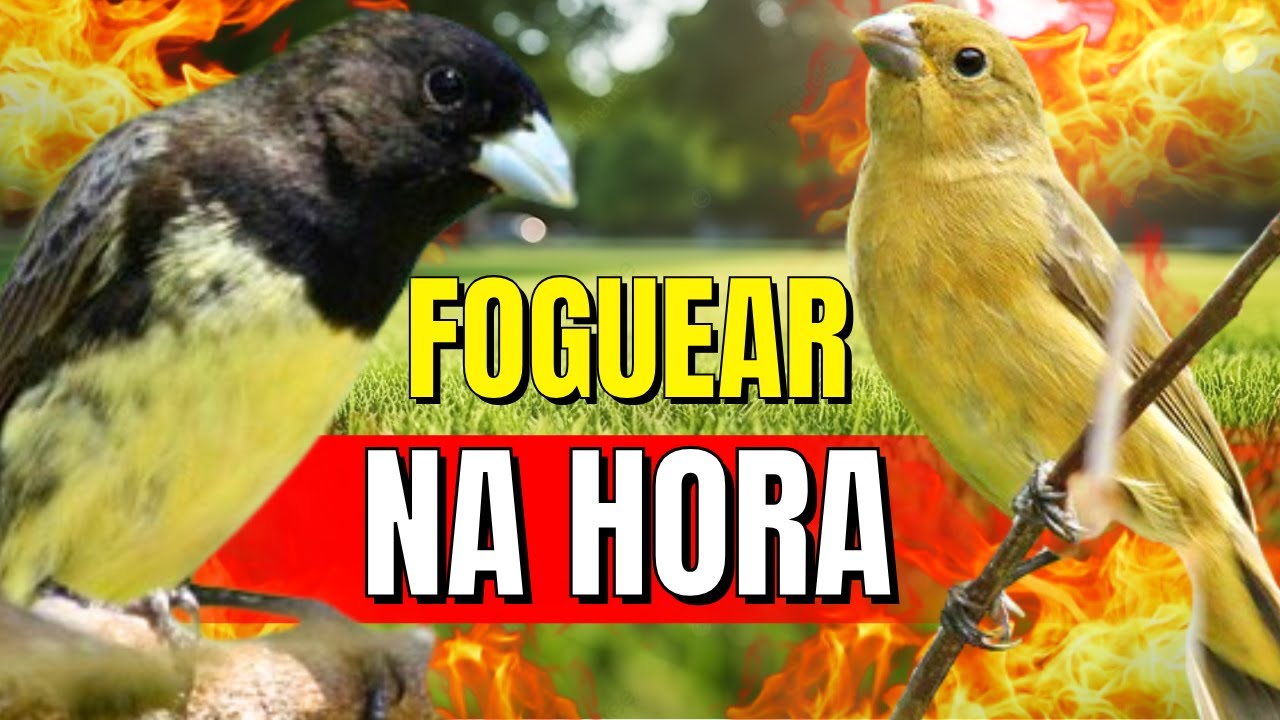 PAPA CAPIM VIVITI E PIADO DE FEMEA. MUITA FIBRA ESFOGUIE O SEU.PARA ESQUENTAR PAPACAPIM VIVITI