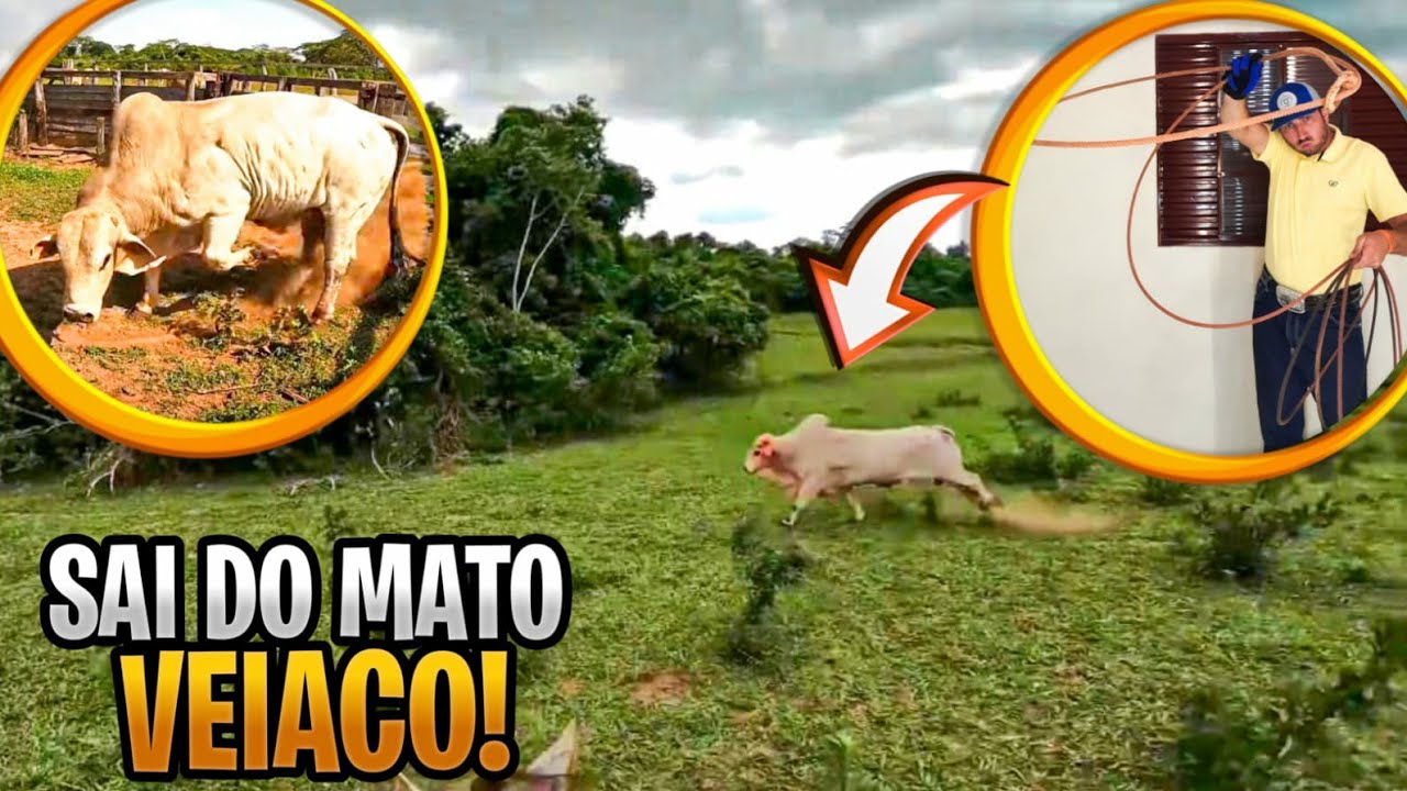 PERCIGUIÇAO DO TOURO BRAVO VEIACO DA GATTAZ NO MATO