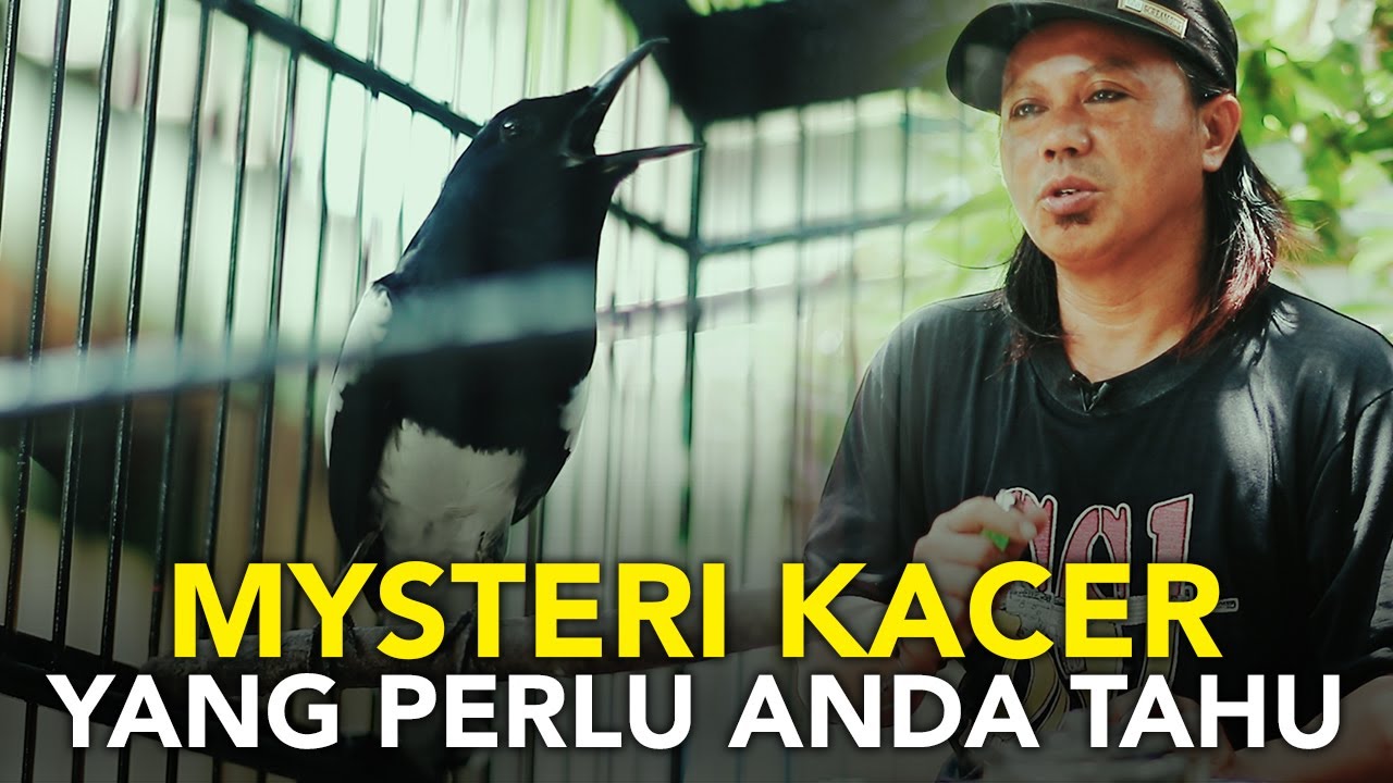 Misteri Burung Kacer yang Perlu anda Ketahui
