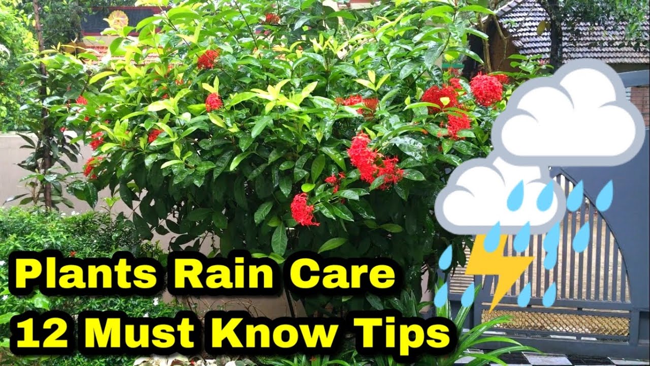 12 Rain Care Tips to Know | Save Plants | ചെടികളെ മഴക്കാലത്ത്  സംരക്ഷിക്കുവാൻ 12 ടിപ്സ്