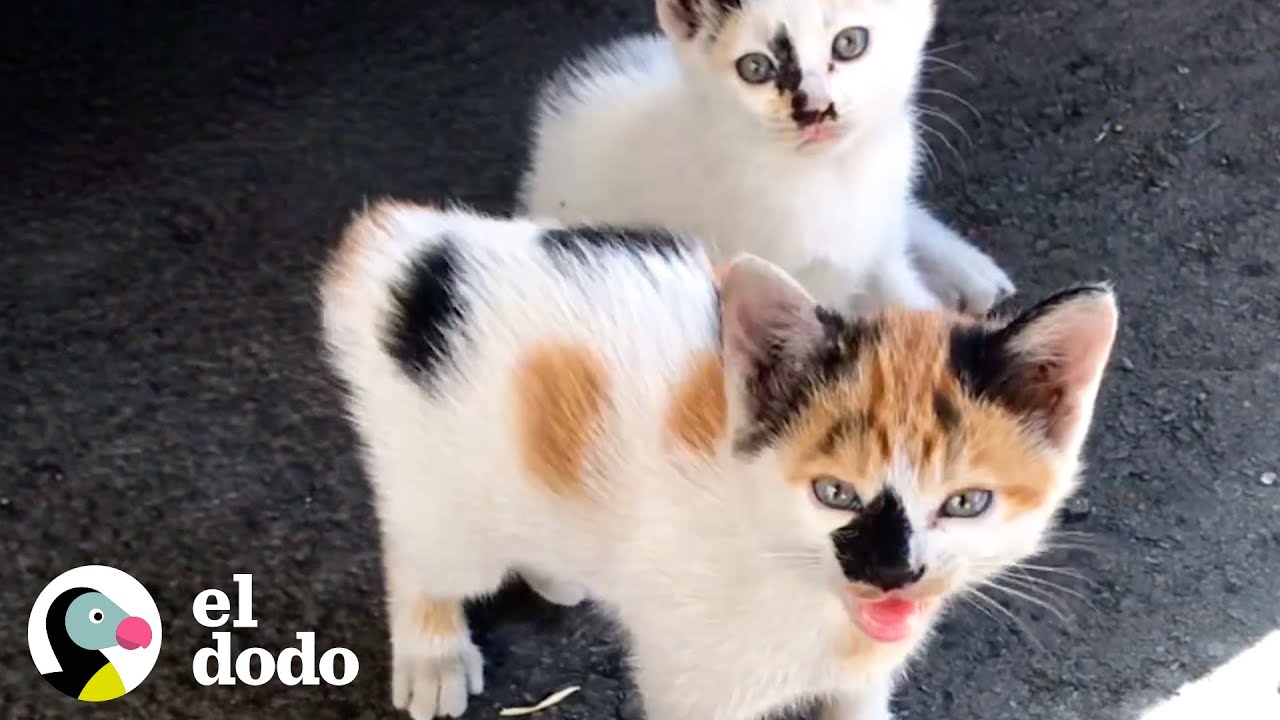 Chica encuentra dos gatitos callejeros preciosos durante su camino a casa del trabajo | El Dodo