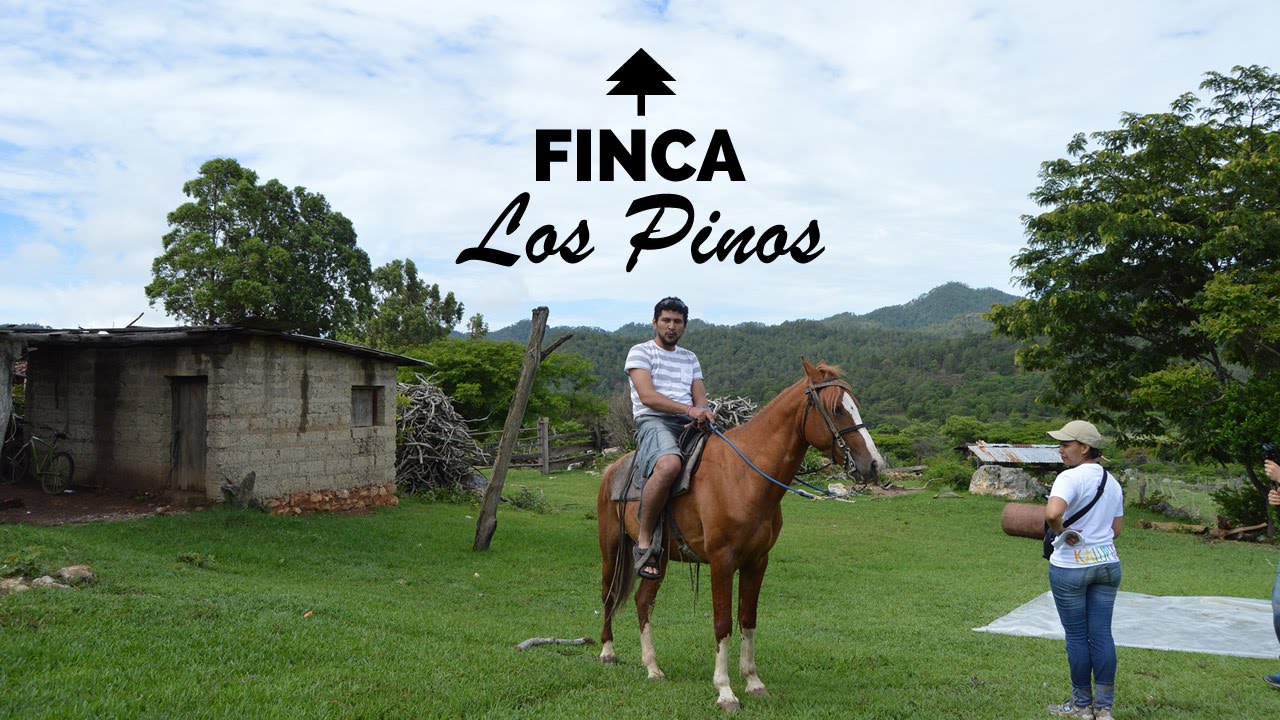 Kalupia | Y así funciona la finca ganadera Los Pinos | Choluteca