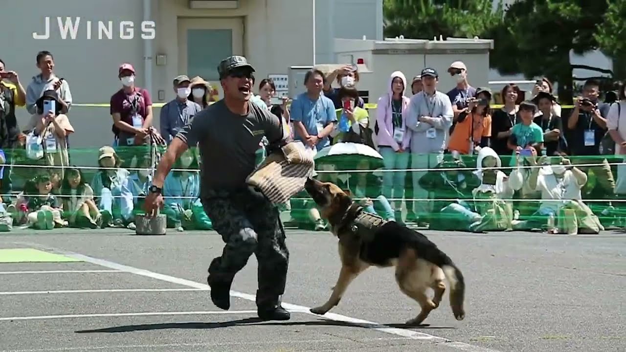【ミリイベ！】入間基地ランウェイウォーク　警備犬訓練展示