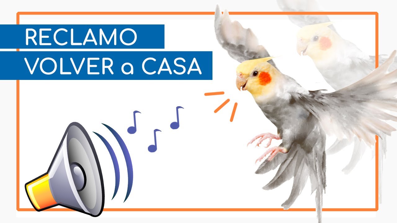 🎶 CANTO de NINFAS 🎶 ~ RECLAMO para ENCONTRAR ninfas PERDIDAS 🏠🦜🍀