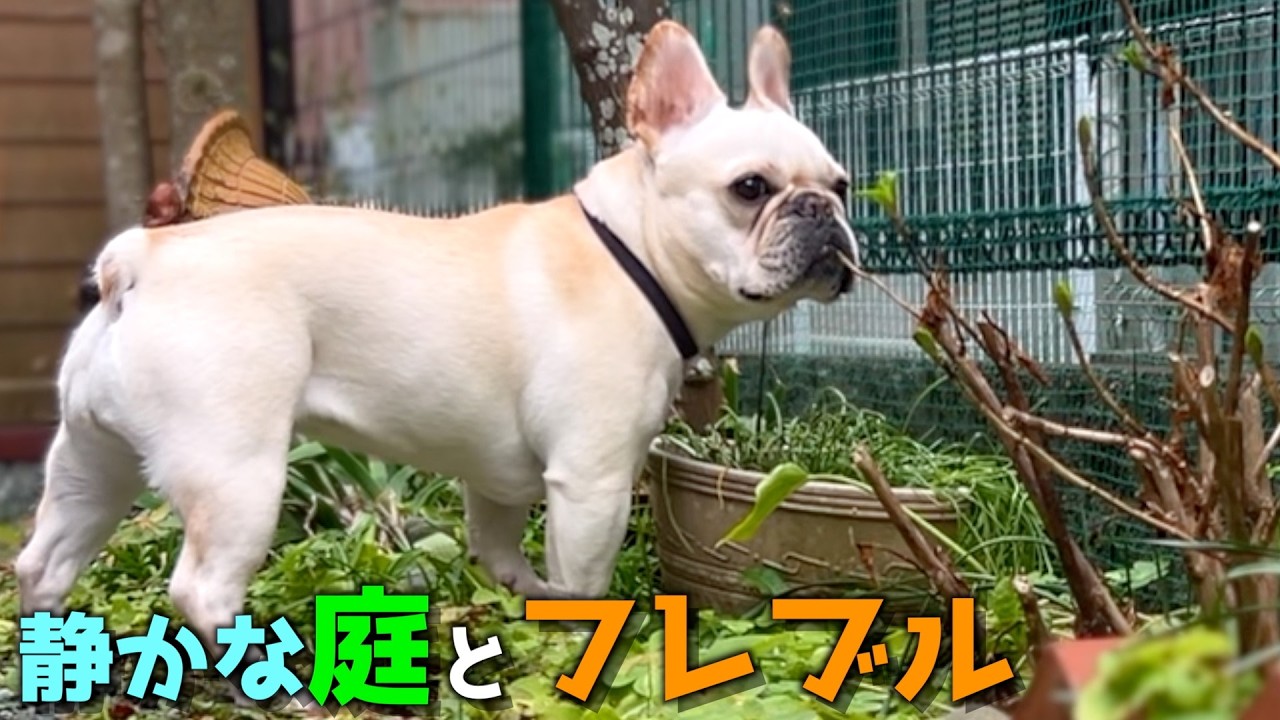 きなこと暮らす、静かな庭。