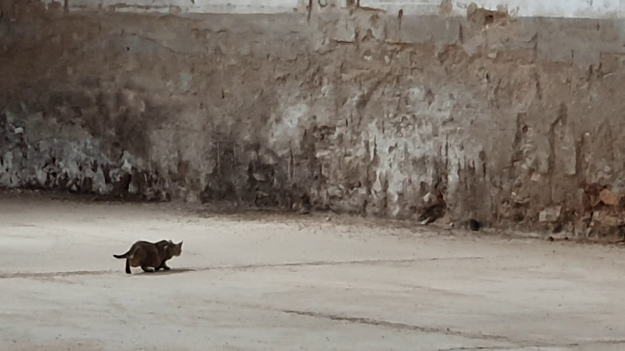 Cat hunting rat-gato cazando rata