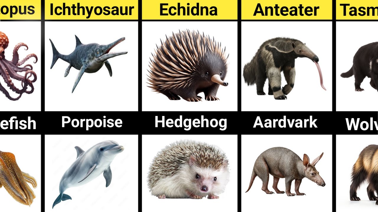 Animals That Evolved the Same Shape Without Being Related ⭐