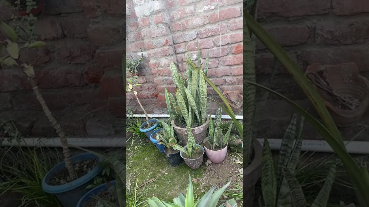 Garden tips and tricks, flowers ki growth kaise karye, rose tips, rose cutting kaise lagye,