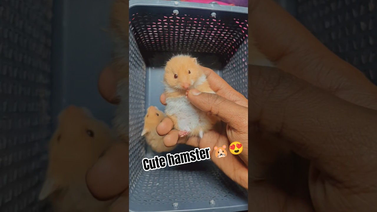 This tiny hamster will melt your heart 🐹💛 #shortsfeed #smallpets #hamster #syrianhamster #cutepets
