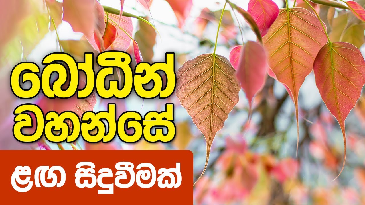 බෝධීන් වහන්සේ ලඟ සිදුවීමක්