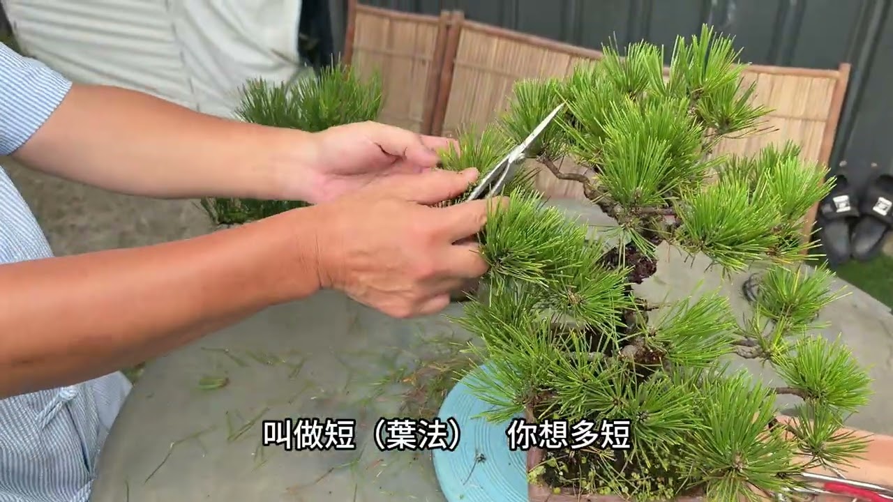 很多人都在問黑松要在什麼時間點做切芽呢？#黑松的夏季切芽及雕塑#林慶祥盆景藝術創作教學#bonsai