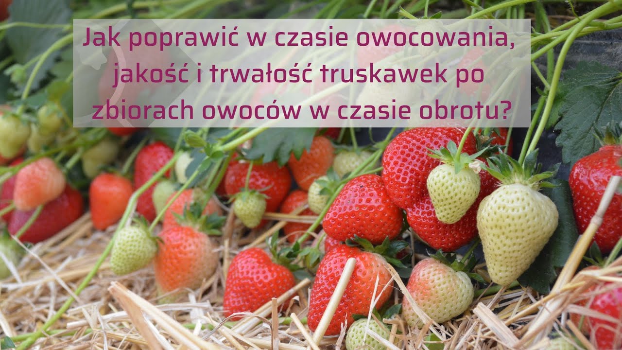 Jak poprawić w czasie owocowania, jakość i trwałość truskawek po zbiorach owoców w czasie obrotu.