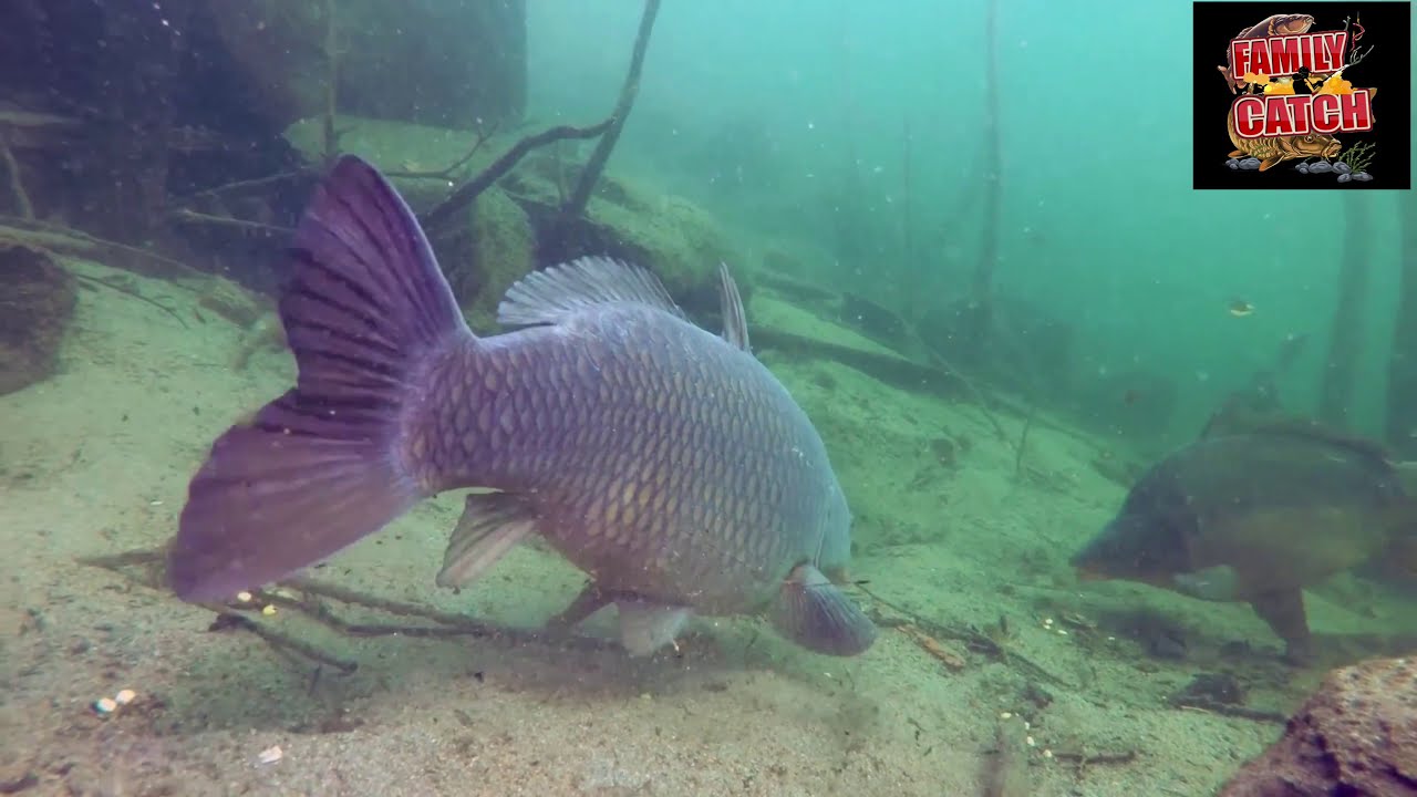 Cum se hrănesc crapii /All about Carp feeding underwater