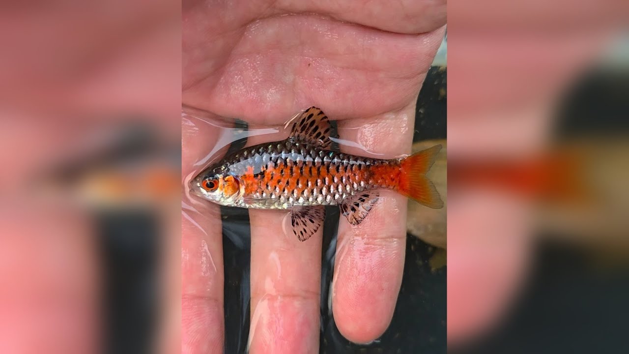 广州亚马逊实在太离谱了，居然真的能抓到电鳗