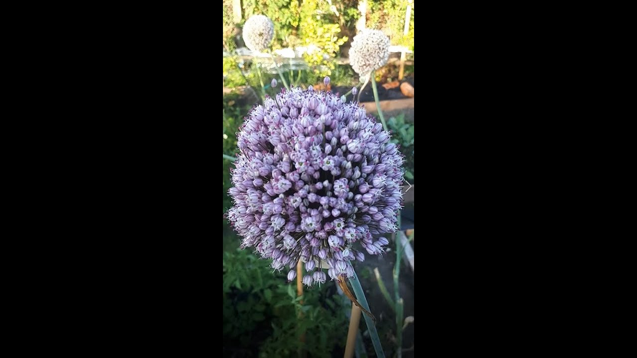 Leek Flowers