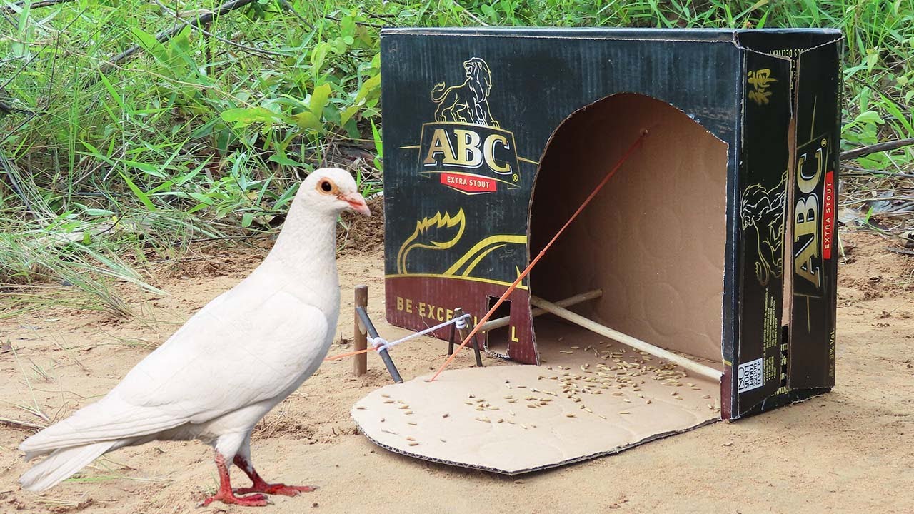 How To Make An Easy Pigeon Trap With ABC Box And Woods - Simple Unique Bird Trap