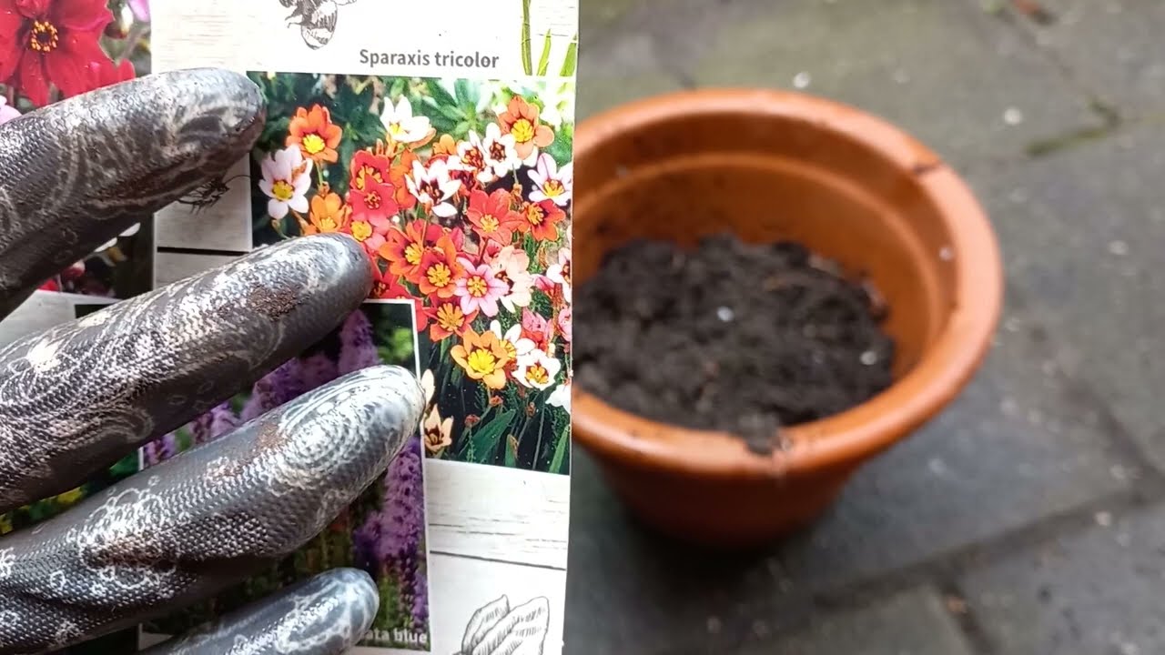 Hoe Plant je Sparaxis Tricolor (Zigeunerbloem) Bollen in een Pot 🌸 | Stap-voor-Stap Gids (1/2)