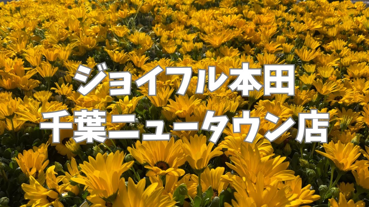 【千葉県印西】植物エリアが