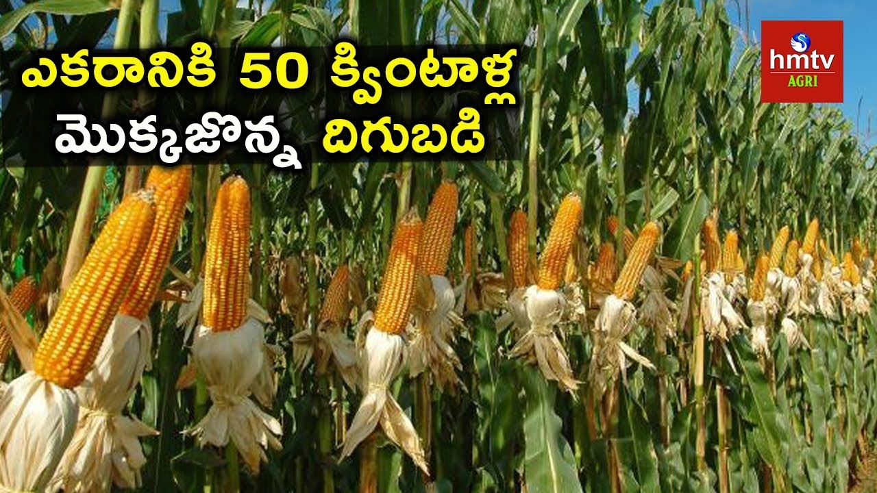 Maize Farming - Innovative Farmer Shares Experiences  | hmtv Agri