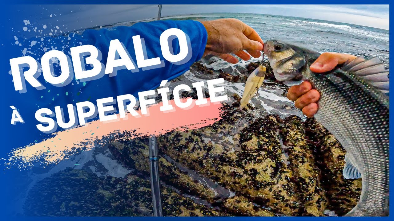 Robalo &agrave; superf&iacute;cie