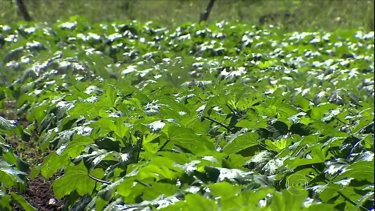 SEGREDO REVELADO - Como plantar quiabo orgânico? Aprenda 2 segredos que ninguém conta