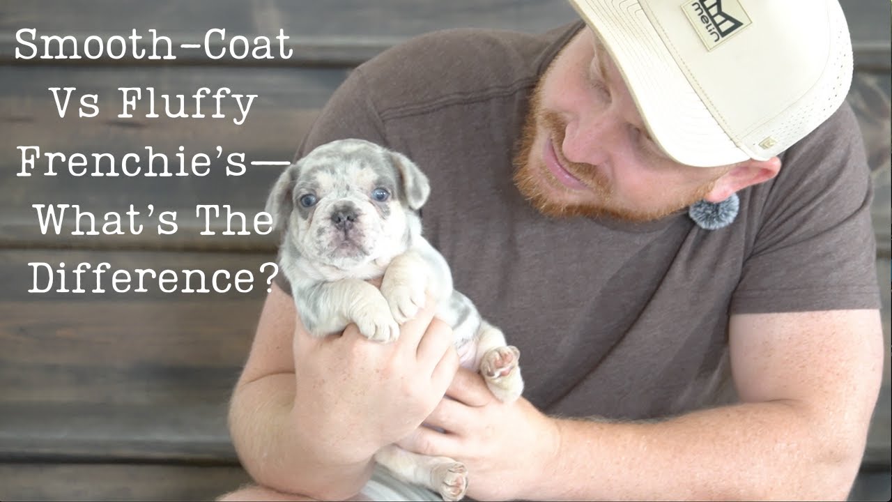 What The Difference Between A Fluffy And Smooth Coat Frenchie?