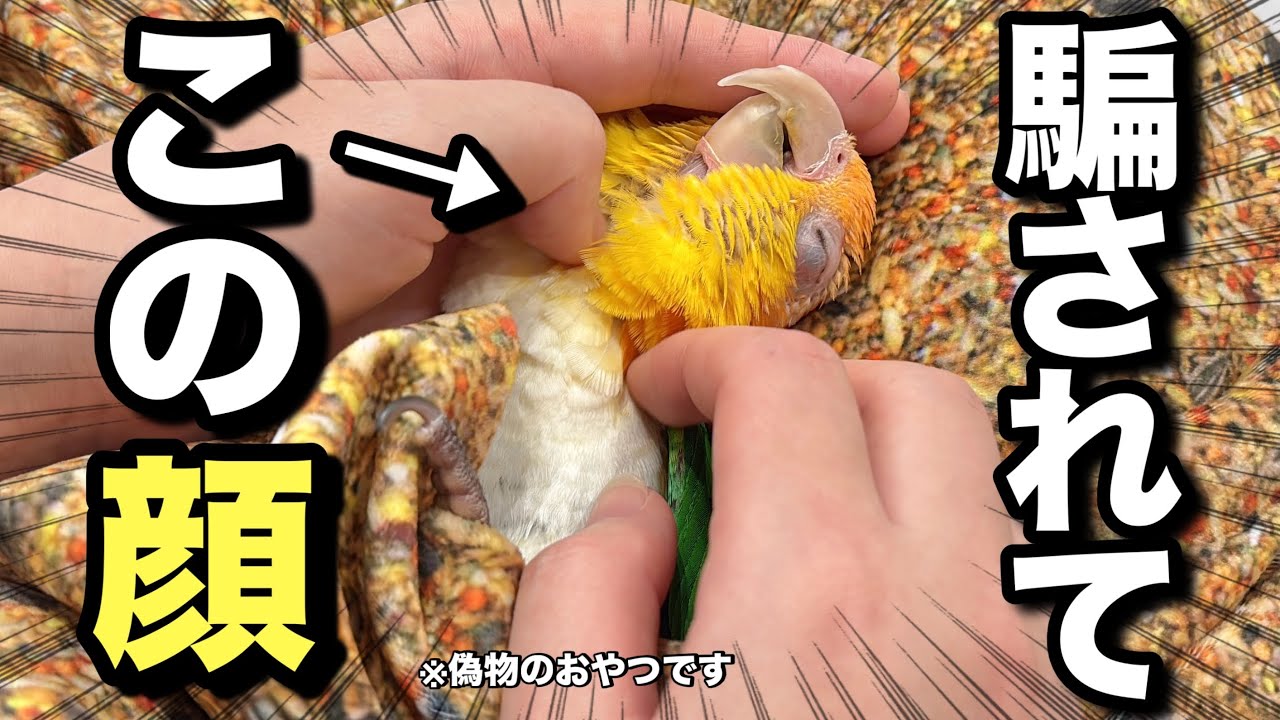 おやつ柄のブランケットに騙されたインコの表情がこちらですww【シロハラインコ】