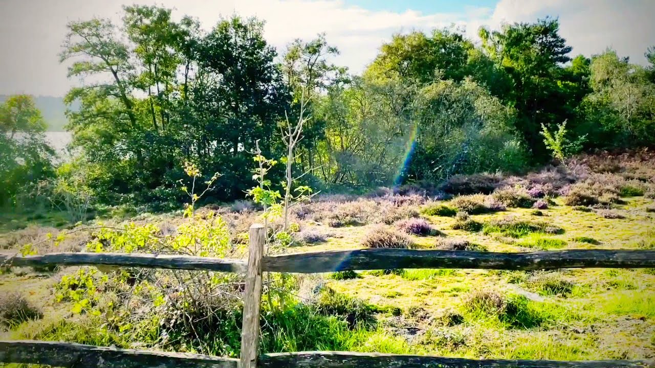 Frensham Great Pond , Farnham UK 🇬🇧