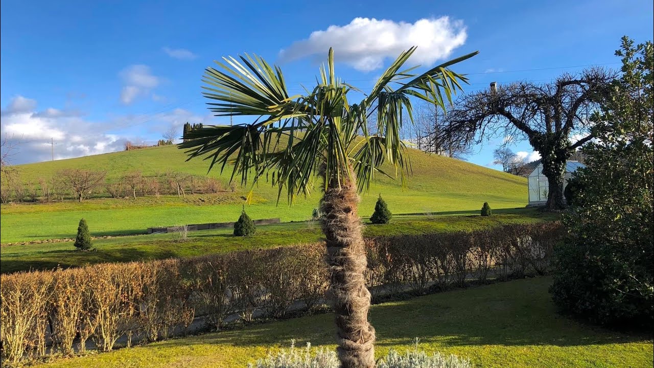 Mrozoodporna palma Trachycarpus Fortunei po wielkim mrozie 21.01.24