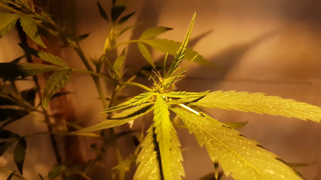 cannabis em flora&ccedil;&atilde;o