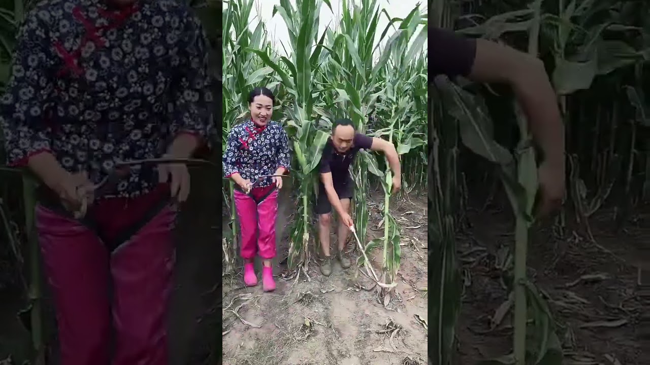 Farmers Harvesting Maize in a Corn Field with Traditional Tools