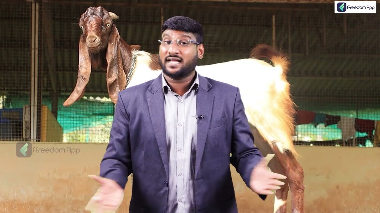 Jamunapari Goat Farming In Telugu - Benefits and Tips for Profitable Goat Rearing Kowshik Maridi