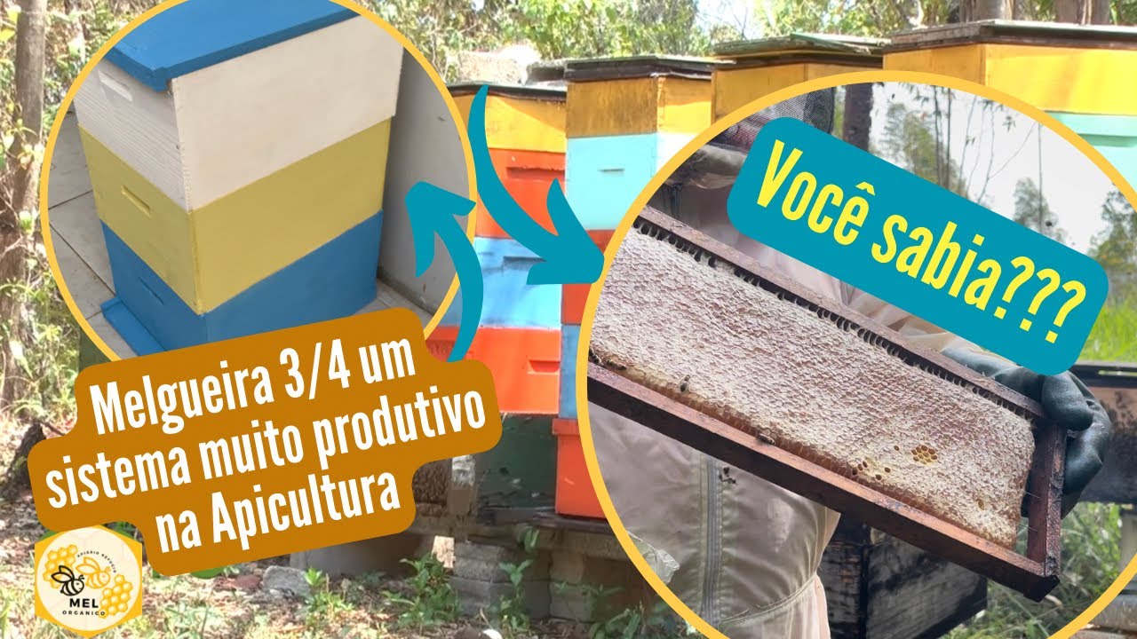 Muito mel na colmeia 3/4 APICULTURA PROFISSIONAL AVANÇADA!