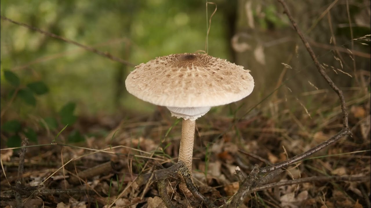 Wandern auf der Traumschleife 