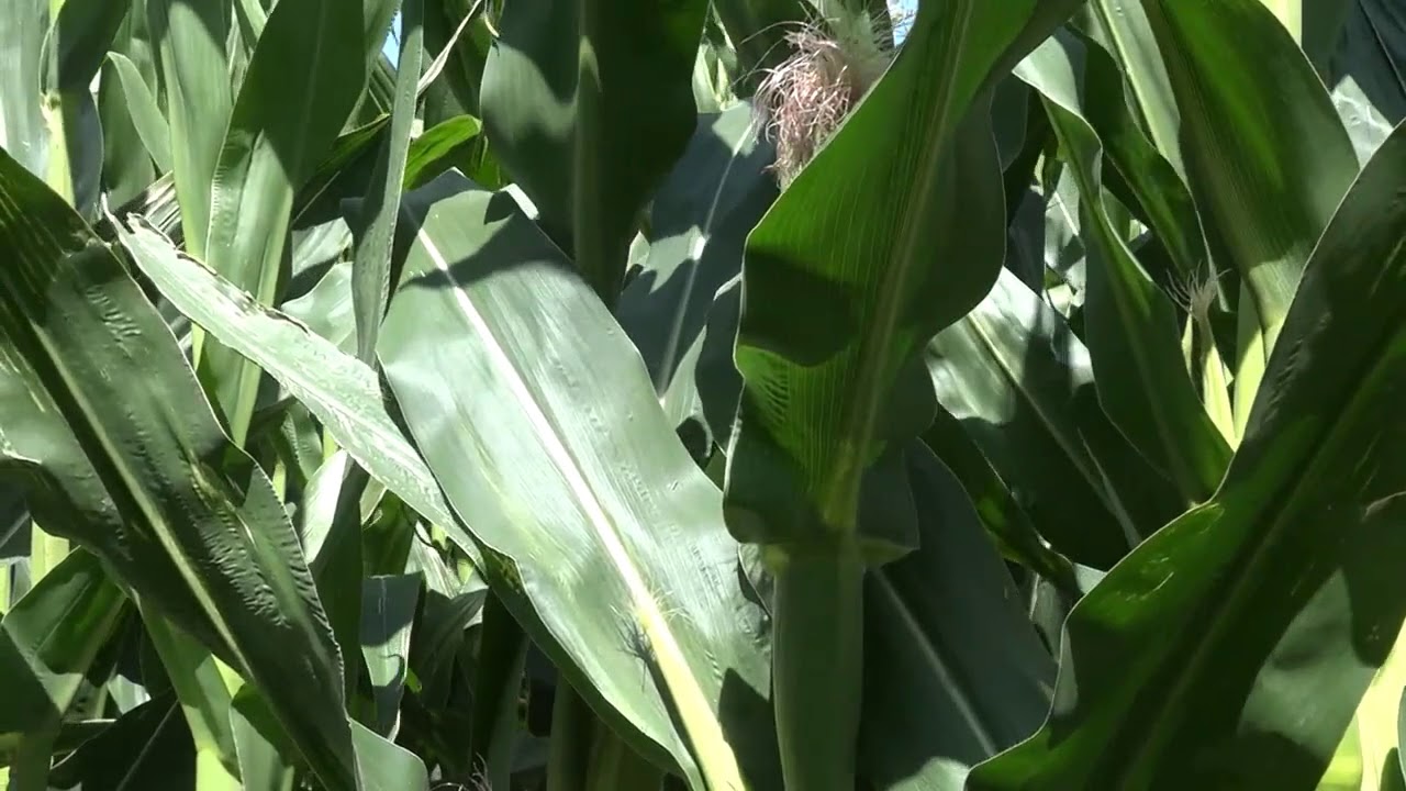 TPS Lab presents Field Reports - Part 3 Silage Corn: More Than Expected