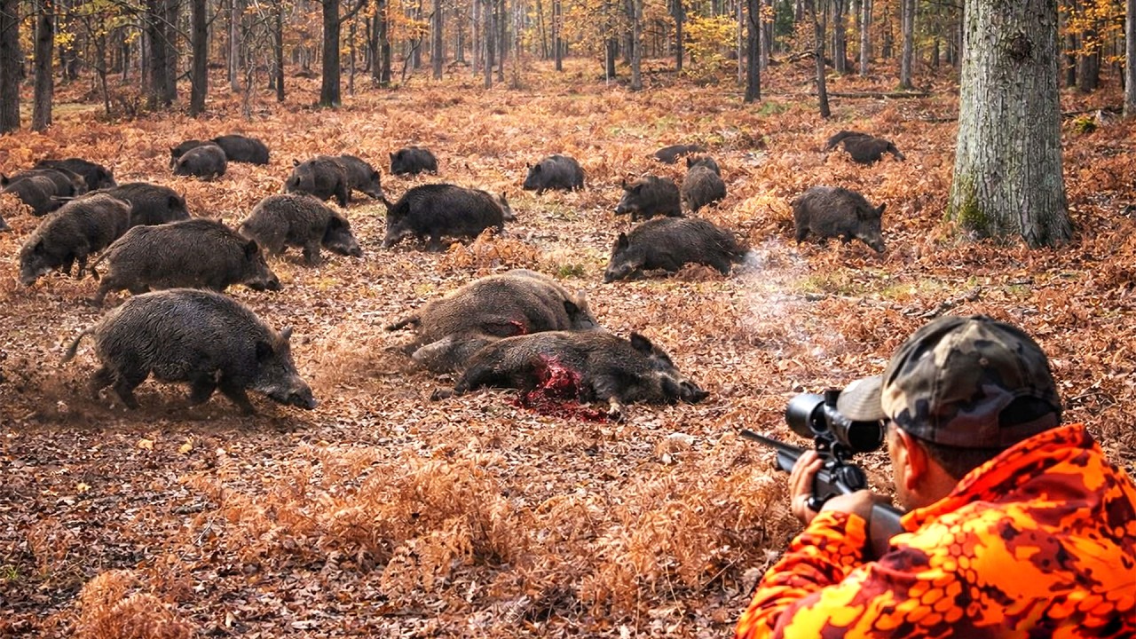 괴물급 멧돼지 떼 등장! 거대한 야생 멧돼지 무리가 갑자기 출현 – 농장 습격을 어떻게 막았나