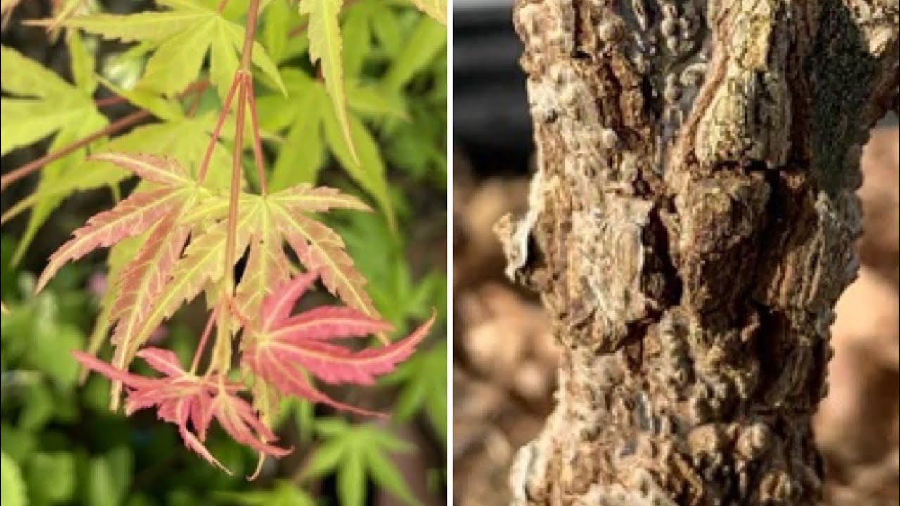 Acer palmatum 'Hubble's Super Cork' | Rough Bark Maple For Bonsai | MrMaple Clips