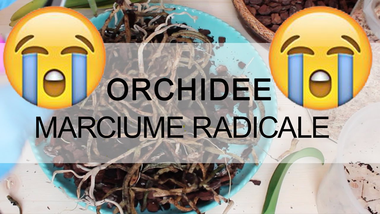Marciume radiale e del colletto Orchidee - Una storia triste ma ...