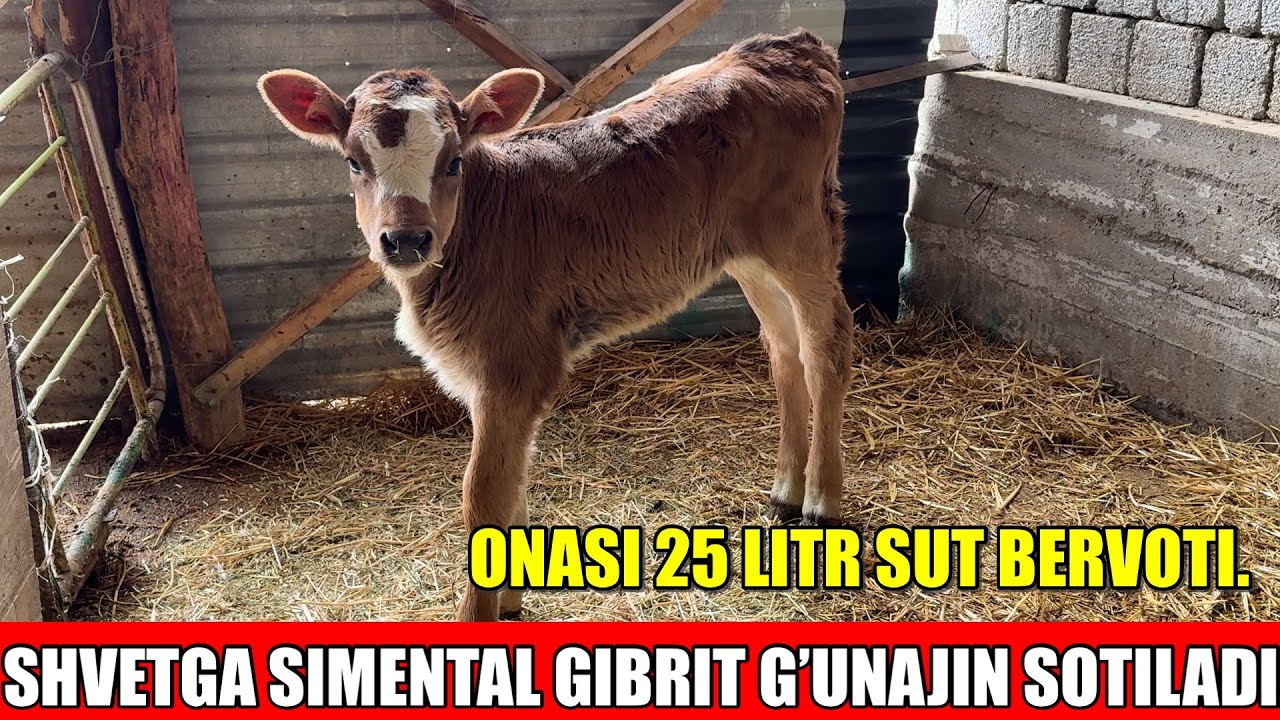 SUT EMDI GIBRIT G’UNAJIN SOTILADI.