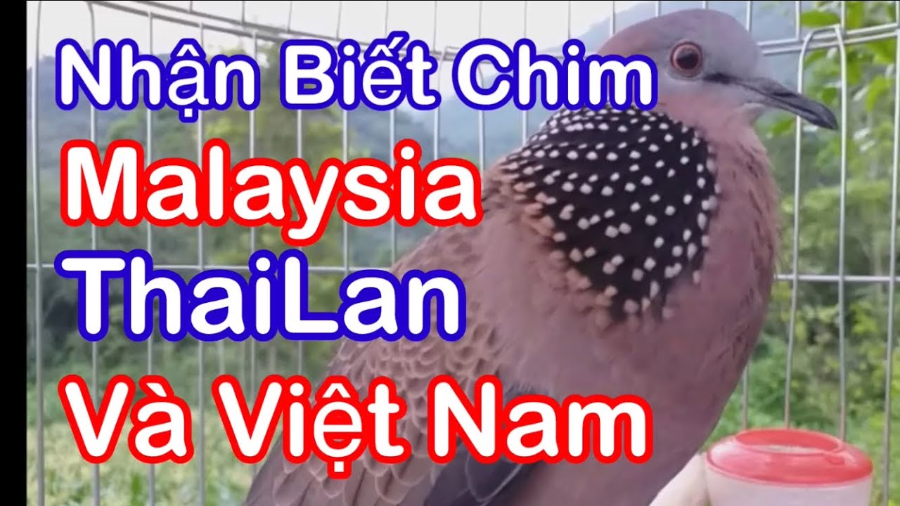 Cách Nhận Biết Chim Cu Gáy Malaysia, Chim TháiLan, Chim Việt , Chính Xác Nhất | Chim Gà Cảnh # 43
