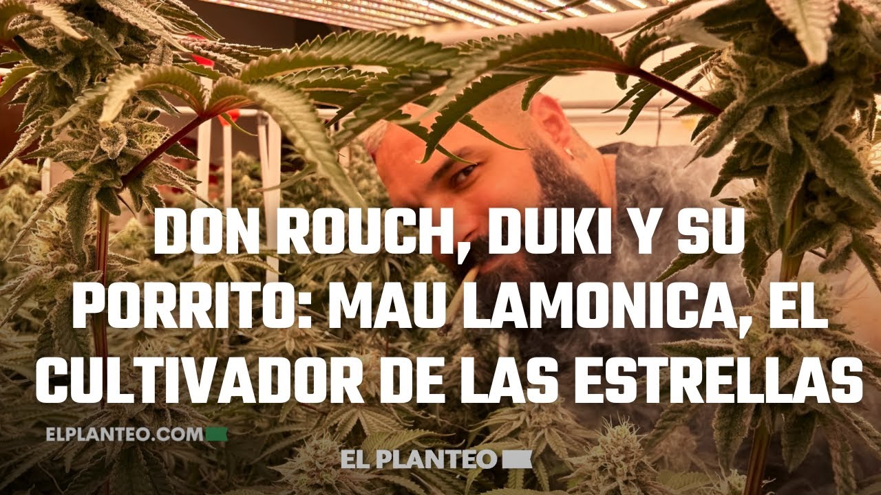 🎥 🌱 [VIDEO] Visitamos el Club de Cultivo de Cannabis Flowers and Terps en Argentina 🇦🇷