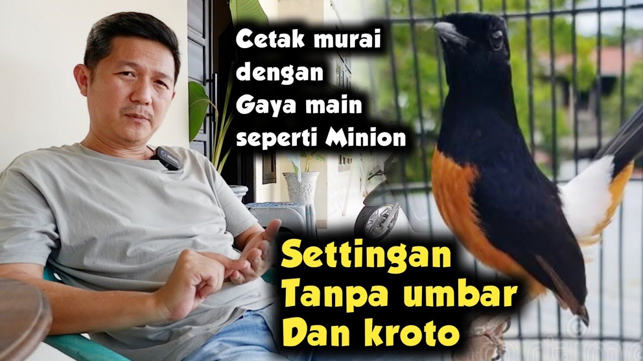 GREBEK RUMAH PEMILIK MURAI BATU SUPER STAR ‼️ TIPS MENCARI SETTINGAN MURAI BATU 🔥
