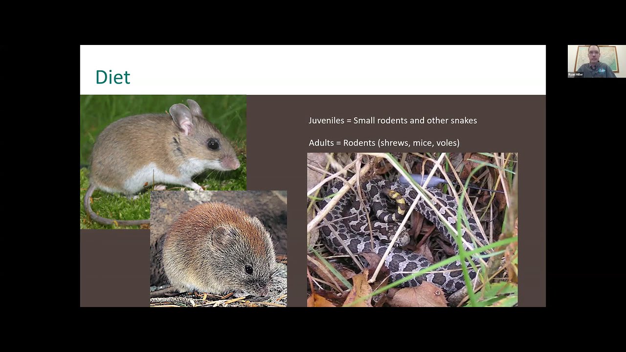 WPC Webinar: Eastern Massasauga Rattlesnake 25 Years of Conservation in PA