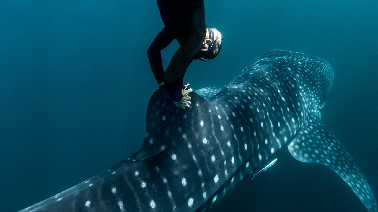 Brad Norman – Stars of the Deep
