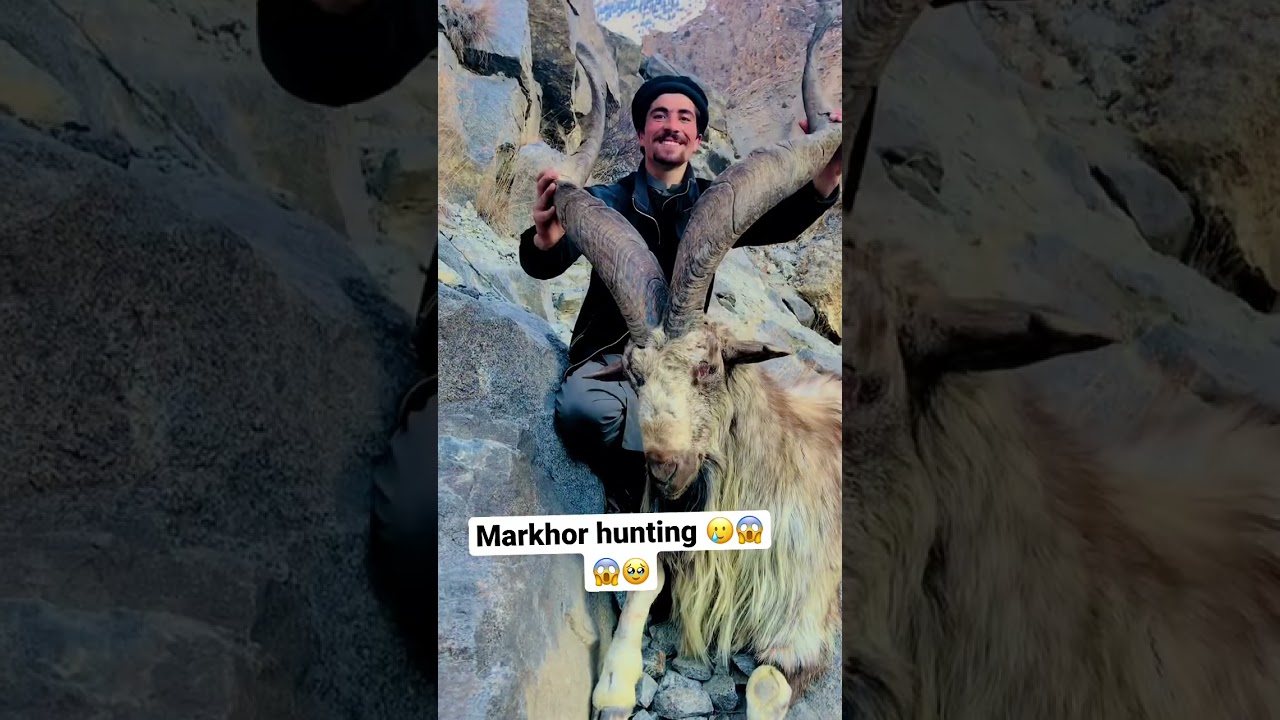Markhor hunting 😱😱😢#gilgitbaltistan #pakistan #markhor #beautiful #pakarmy #tranding #dailyvlog