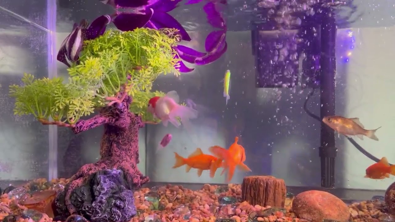 My fish