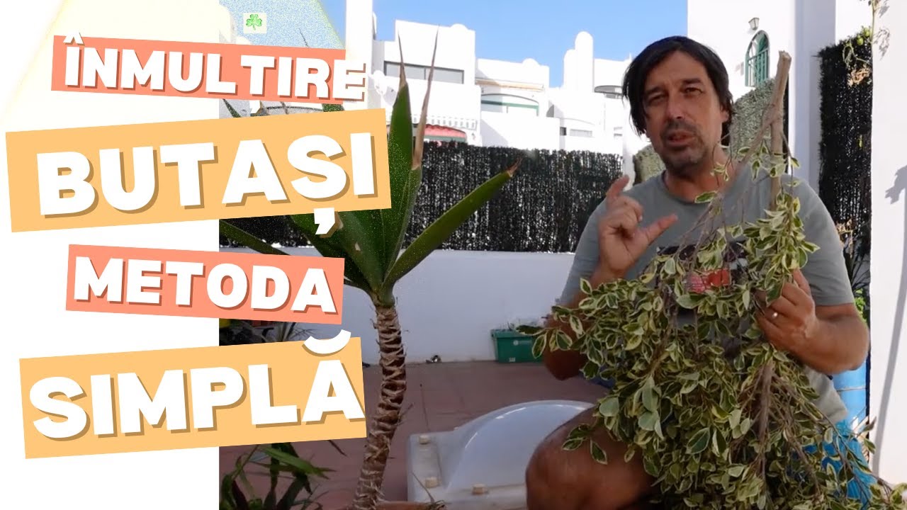 Inmultire butasi Metoda simpla si functioneaza 100% video in 4k zilnic