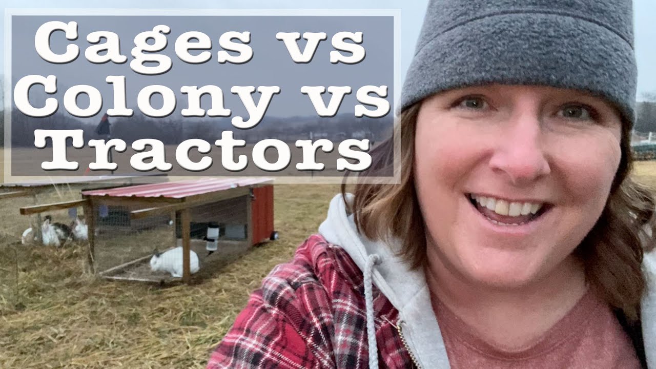 Should your rabbits live in Cages, Colony, or Tractors