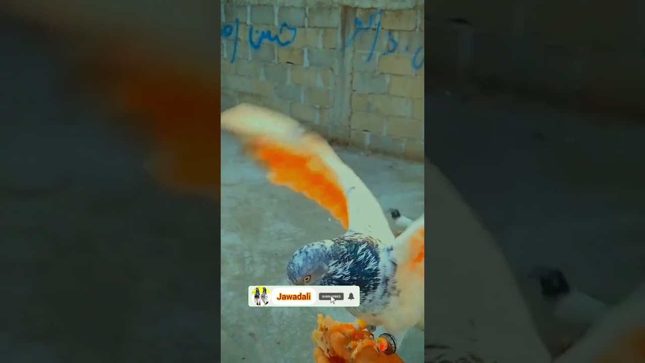 Rat Ko Ajnabi Kabutar Pakda🤔Sher Ka Baap Babbar Sher 😂 ||Kabootar ki video Pigeon birdsKabutar Hath
